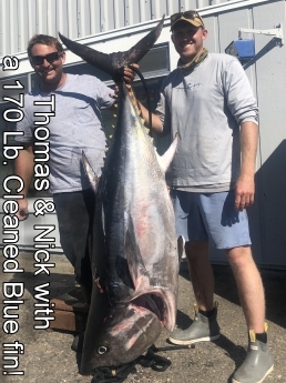 Another day of big Bluefin Being Caught