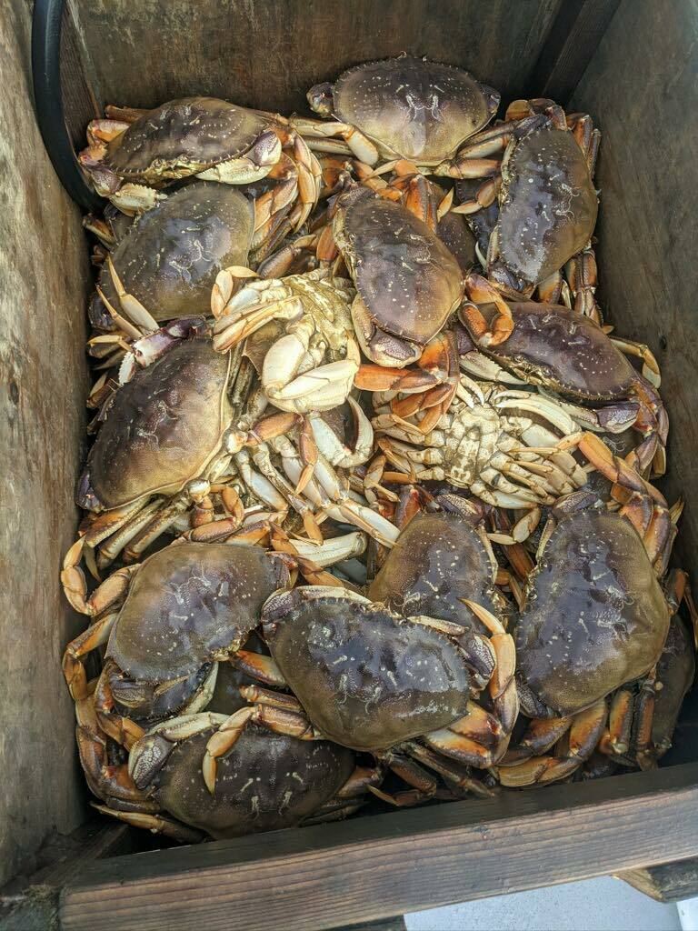Opening day of Dungeness crab season