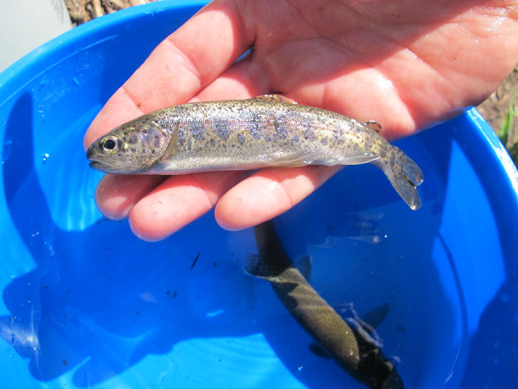 Eel River Fish Report - Eel River - Rainbow Connection: ﻿Anadromy ...