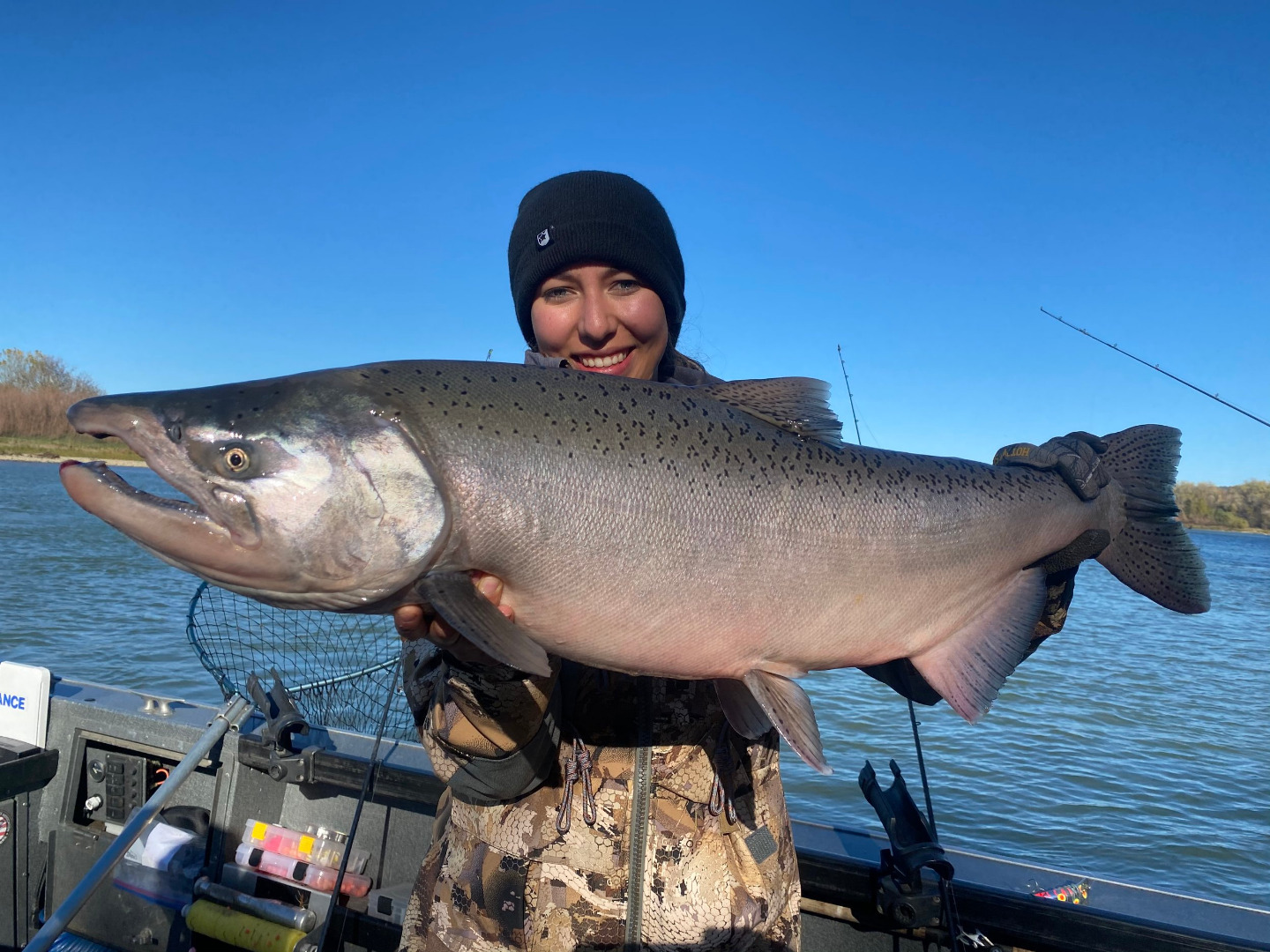 Sacramento River king salmon