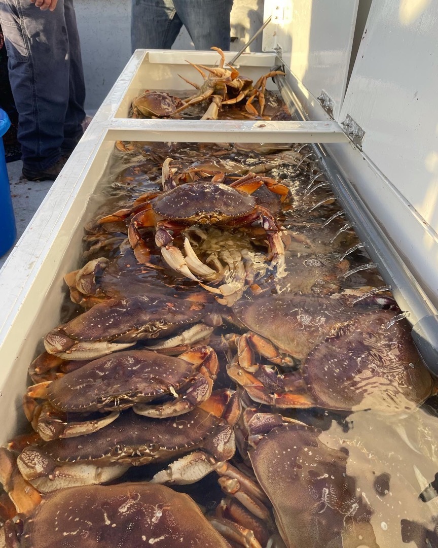 Dungeness crab 🦀 and rockfish 
