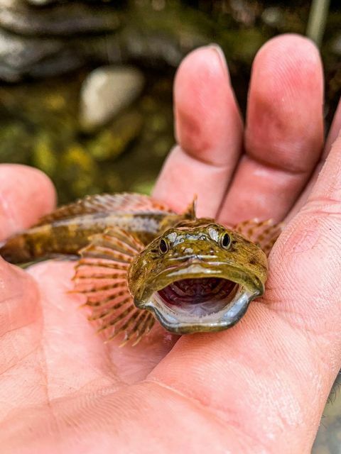 Brook Trout - NDOW