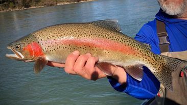 Beautiful  Sac Rainbows with Capt. Big Waters 