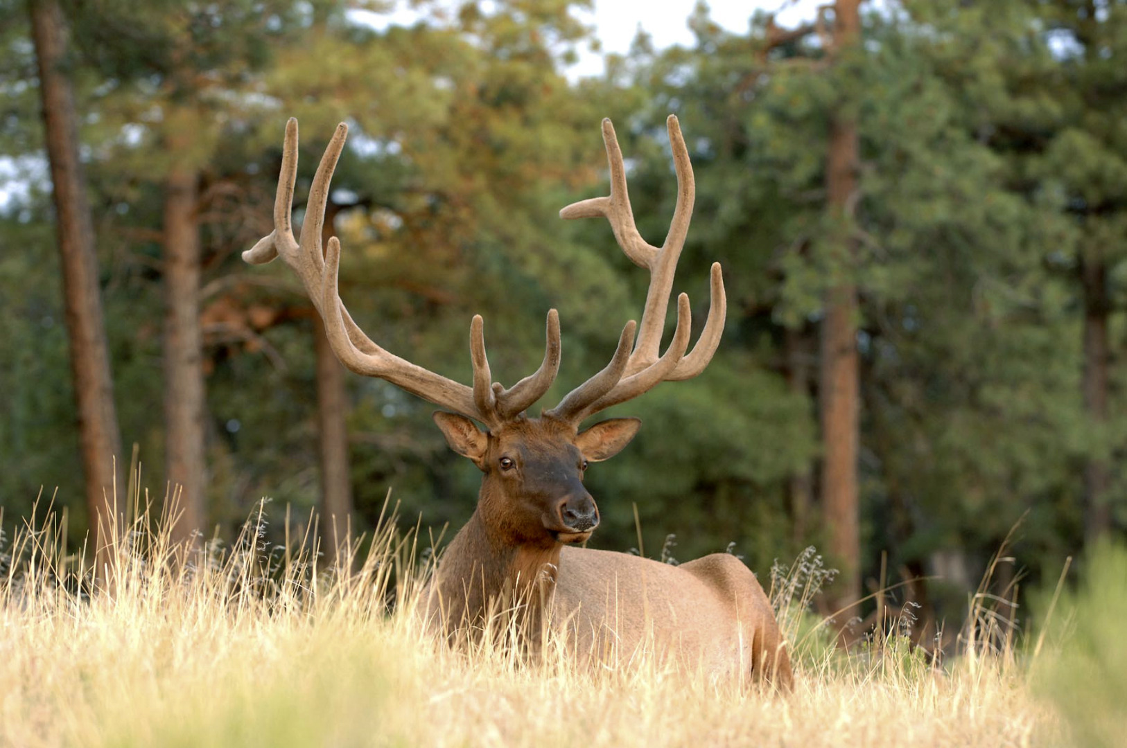 Apply now for 2022 pronghorn, elk hunts 