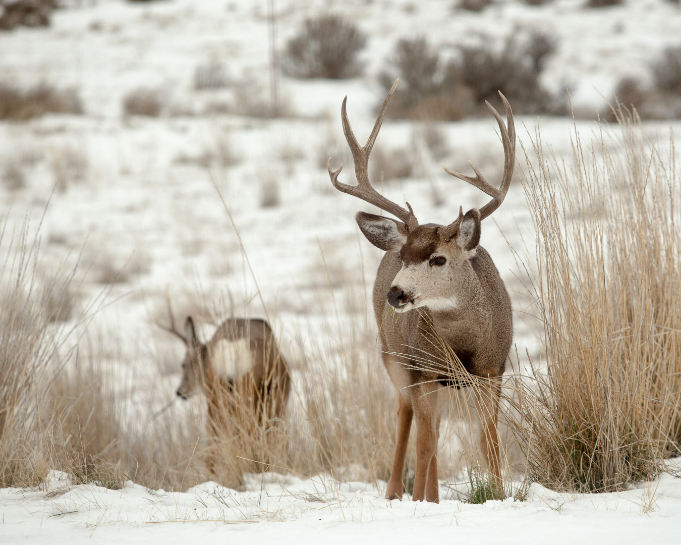 WDFW to use helicopters to capture mule deer in two Central Washington counties