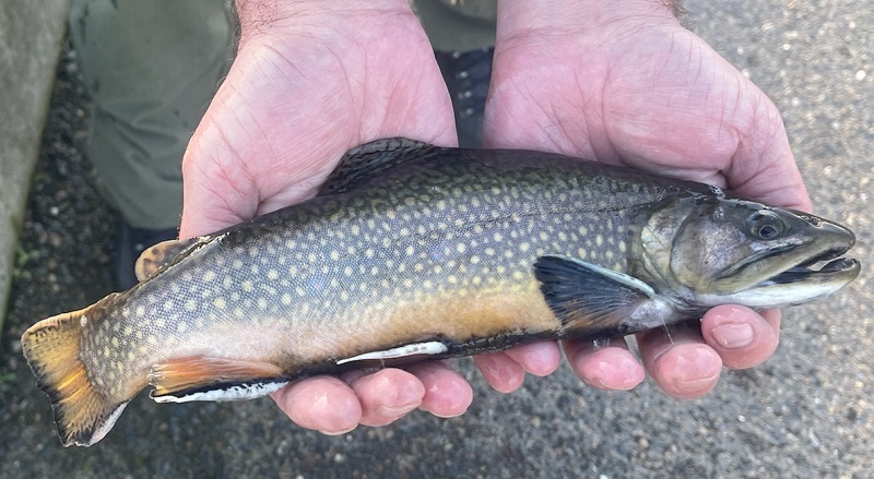 CDFW Stocking Brook Trout Into Sacramento-Area Waters This Winter for Fishing in the City