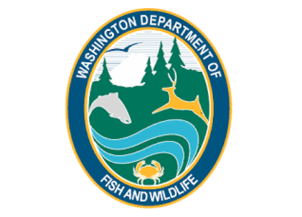 WDFW conducts bighorn sheep captures to assist monitoring and management