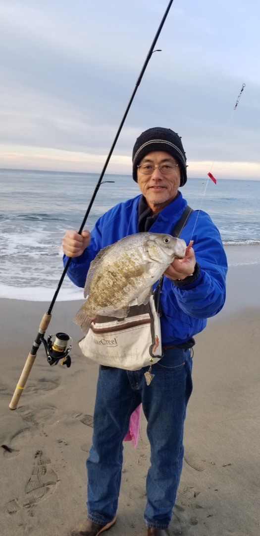 Tips to find success reeling in surfperch