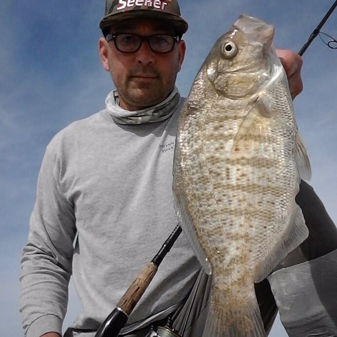 barred surfperch