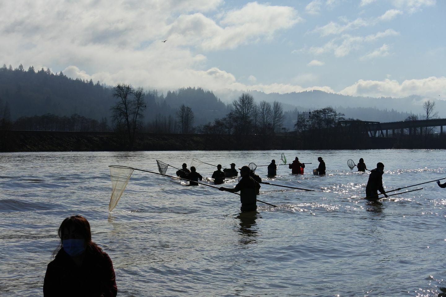 Cowlitz River Fish Report - (Cowlitz County)