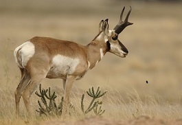  2022 pronghorn, elk hunt draw results now available 