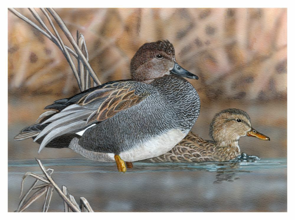 CDFW Seeks Artists to Enter Annual California Duck Stamp Art Contest