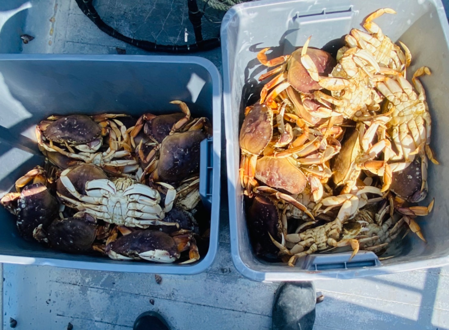 Near limits of rockfish and Dungeness crab 