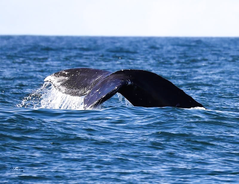 Next  Whale Watching Trip 4/7