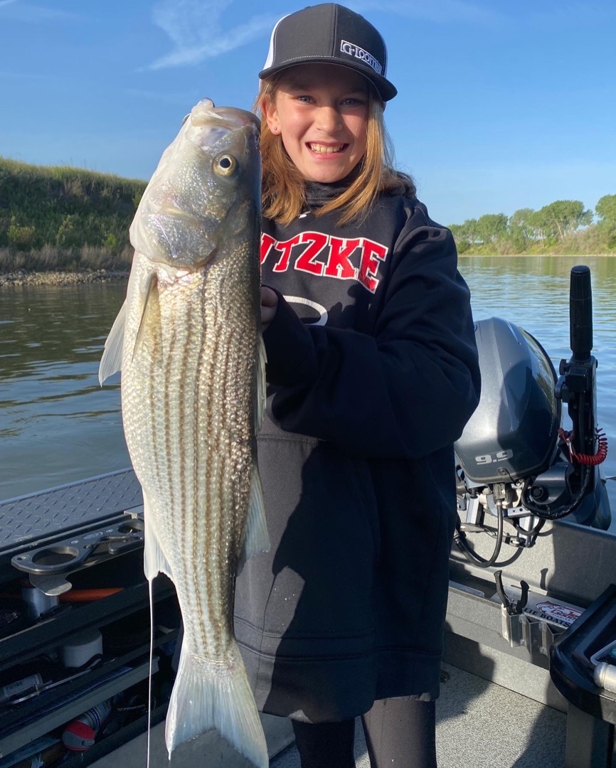 Striped Bass run in full swing!