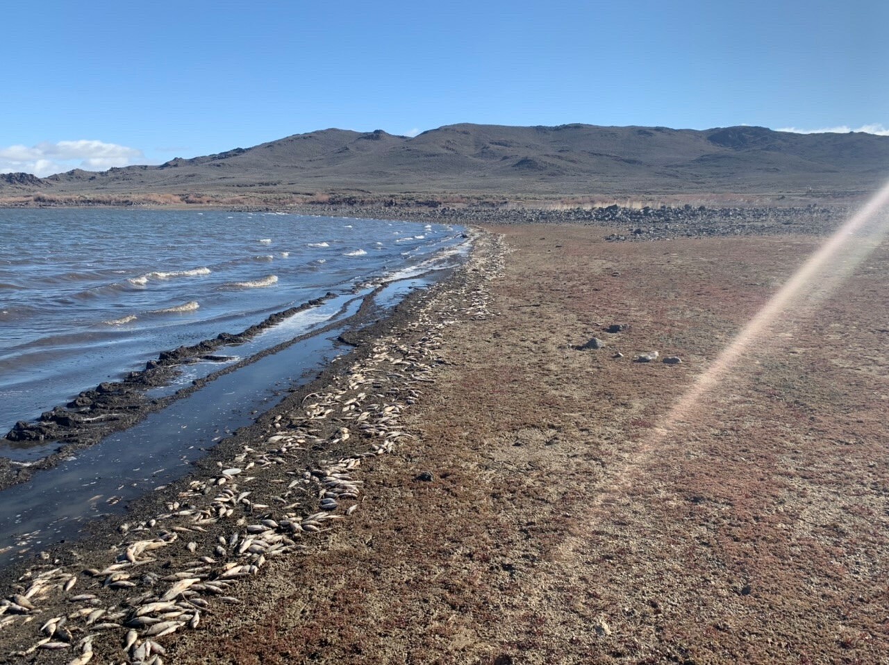 Wild Horse Reservoir - Fish Reports & Map