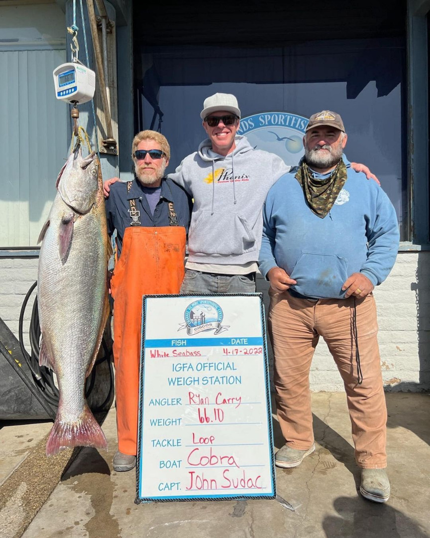 White Seabass Fishing