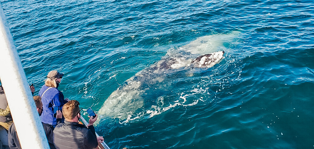 Whale Watching Saturday 4/23 