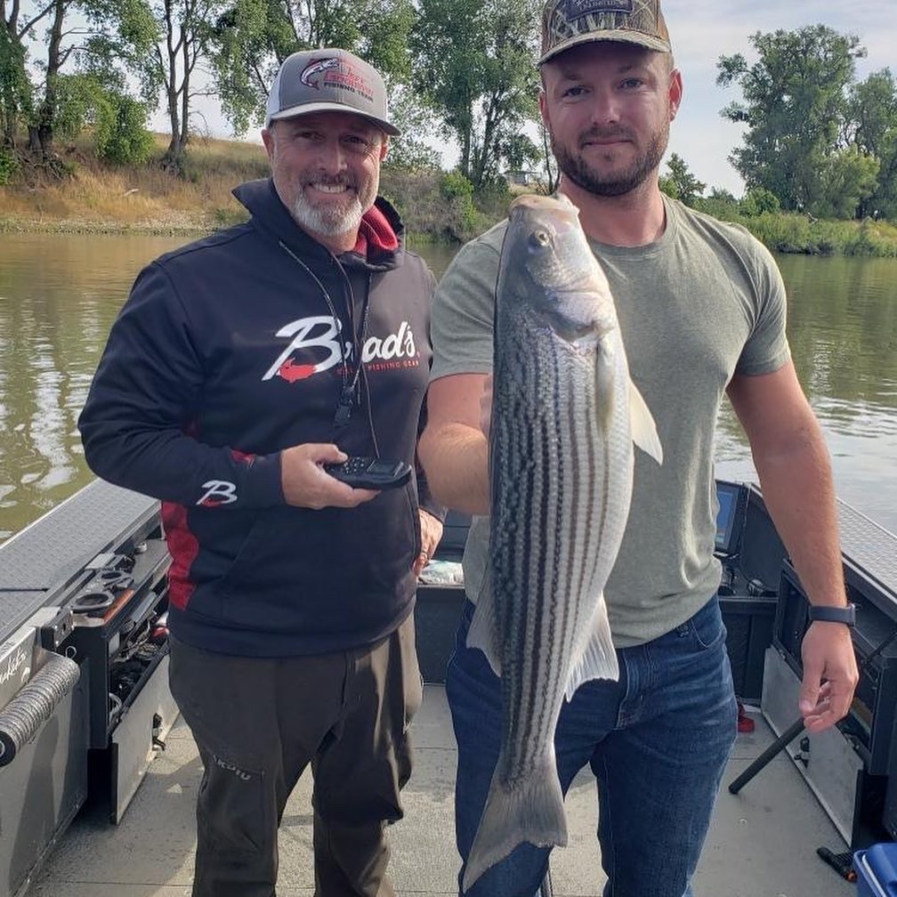 Sacramento River Stripers still on the bite!