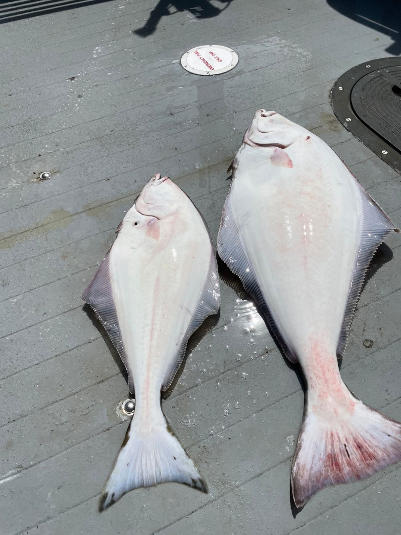 Halibut on The Stellar Sunrise