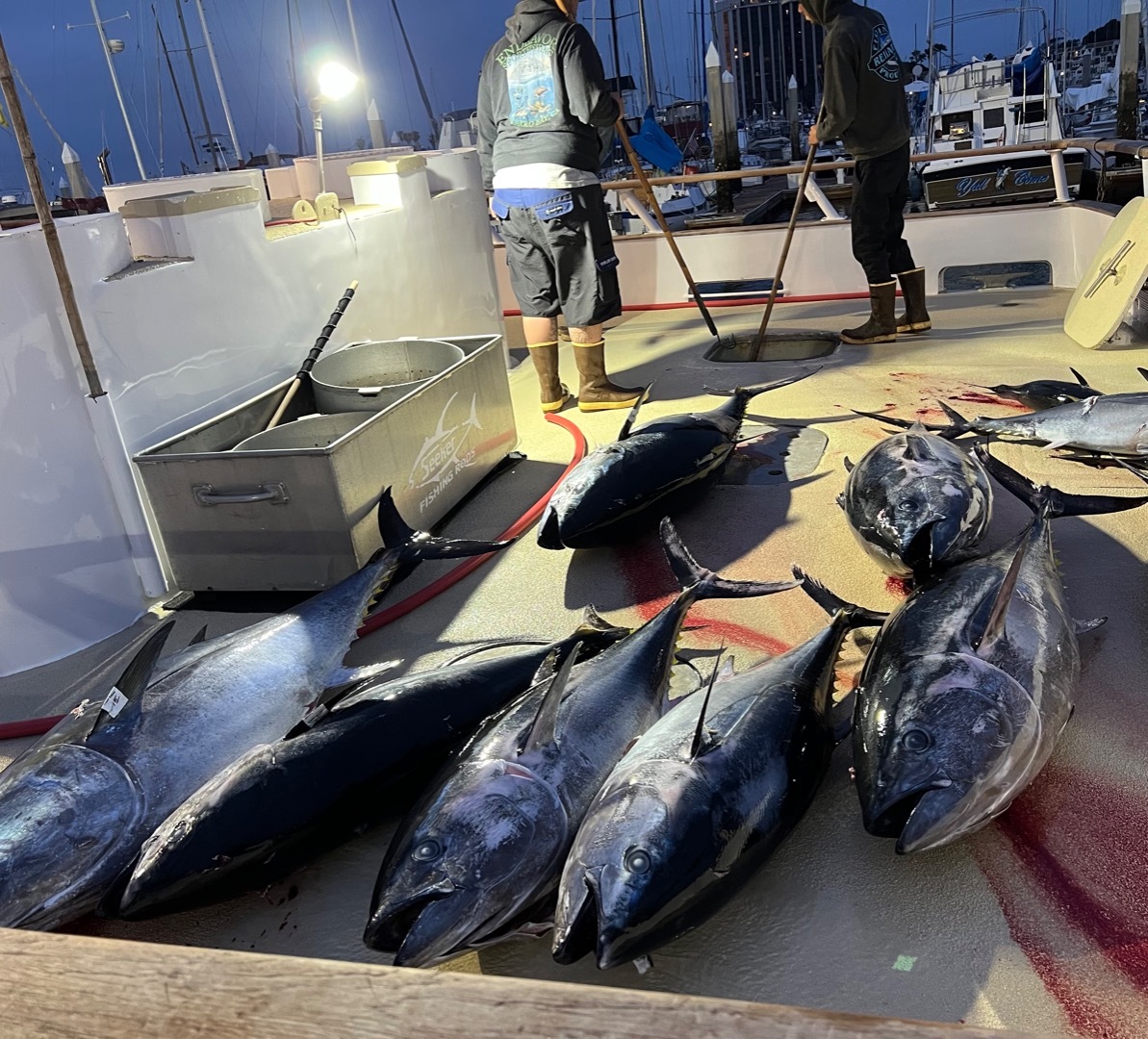 1.5 Day Bluefin 