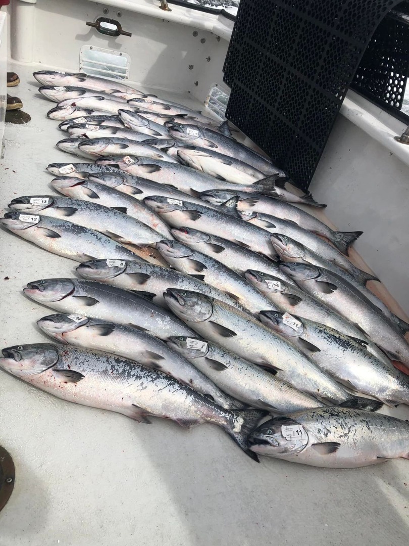 Beautiful ocean conditions and good fishing once again for 21 limits (42) offshore King Salmon up to 20 pounds! 