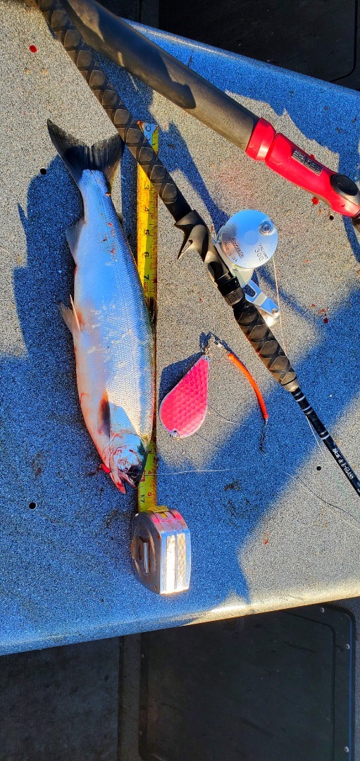 Fishing for Whiskeytown Lake Kokanee salmon — Jeff Goodwin Fishing