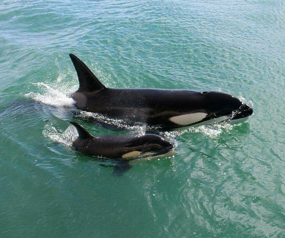 Orcas, Grays and Seals, Oh My!