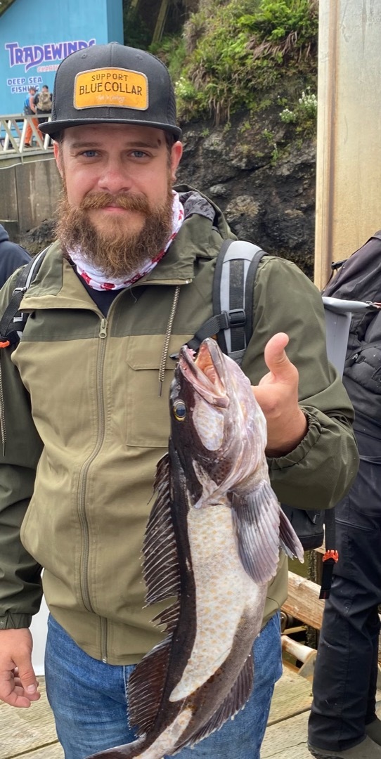 Extremely Quick Limits And A Variety of Rockfish