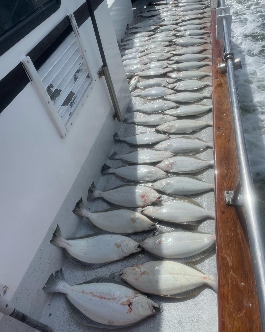 Live bait halibut and bass
