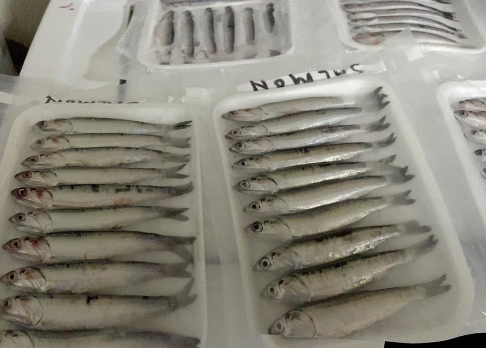 Bait report: 3-6 inch anchovy