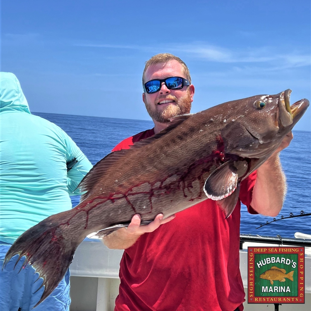 HUGE 15.8lb Scamp Grouper