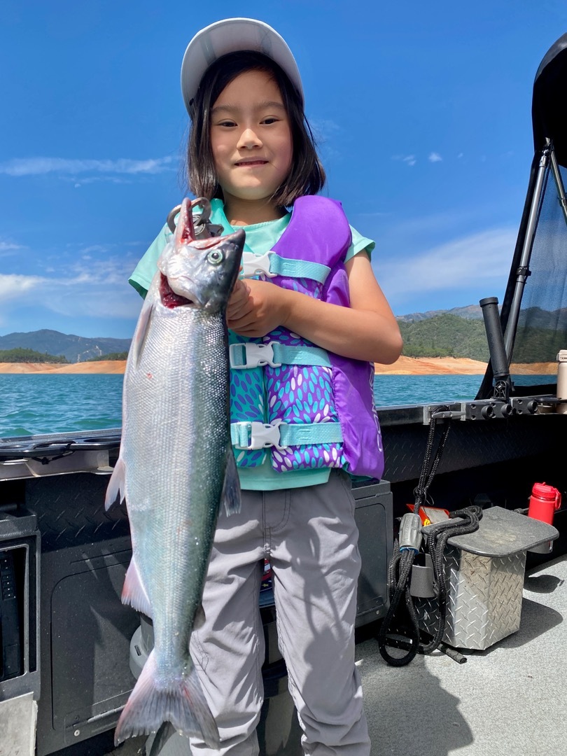 Slow showing for Shasta Lake Kokanee.