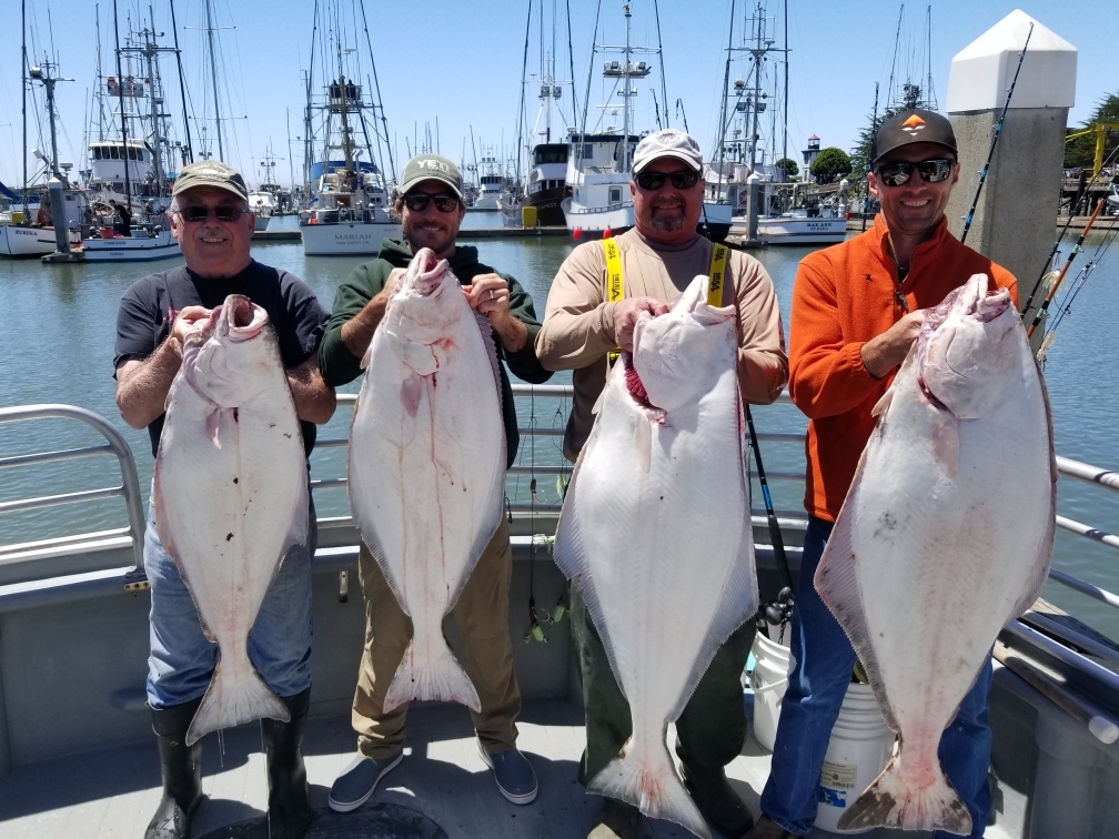 Halibut Fishing Continues To Be Excellent