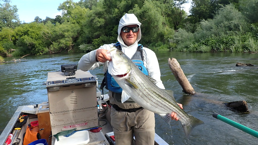 Stats & Stripes: Studying When Striped Bass Occupy the Stanislaus River
