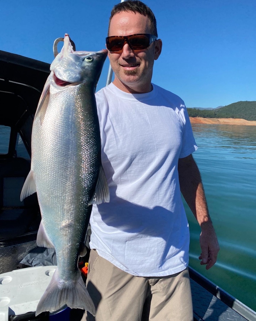 Salmon are showing on Shasta Lake!