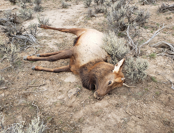 Poachers who left five elk dead sentenced in Harney County
