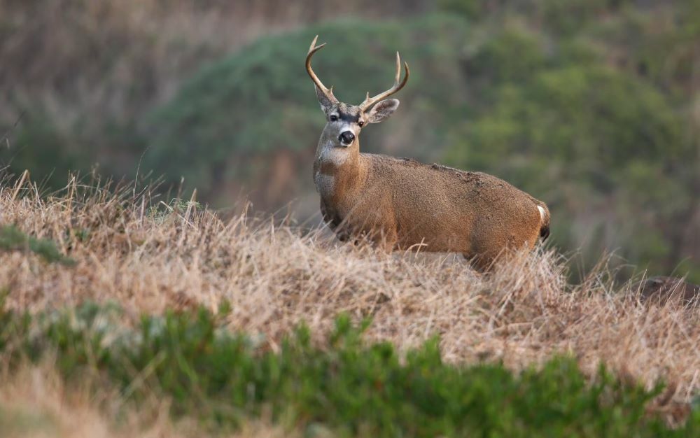 Applications Now Available for Fall Apprentice Deer Hunt in San Luis Obispo County for Junior License Holders