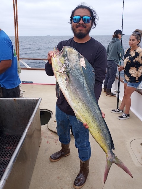 Limits of yellowtail and some nice grade dorado thrown in