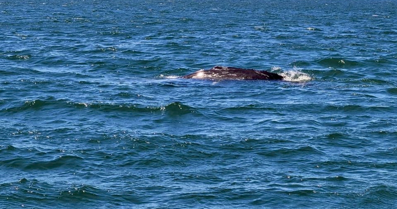 Gray[t] Whales! 