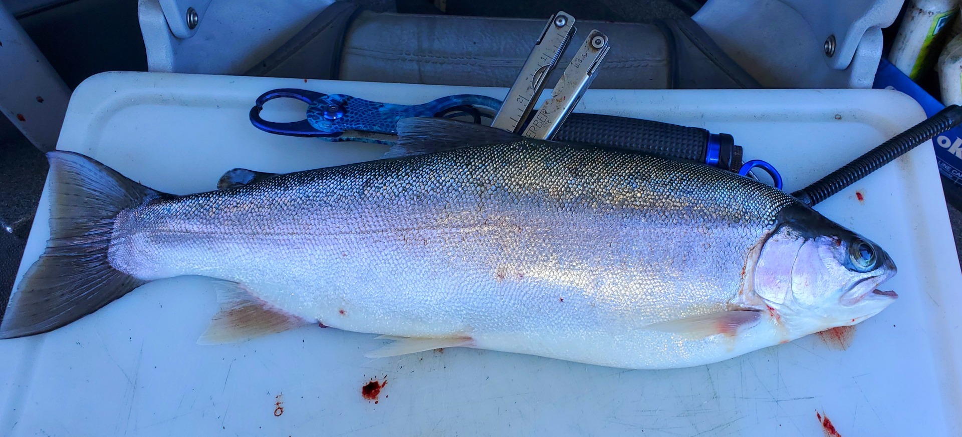 Fatty Shasta Lake Rainbows are on the bite