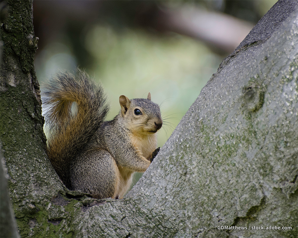 General Tree Squirrel Season to Open Sept. 10