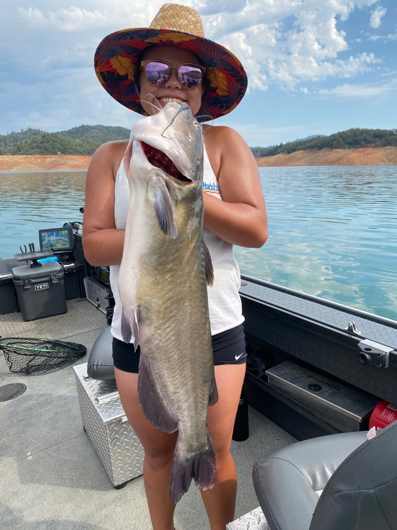 Hot trout bite on Shasta lake!
