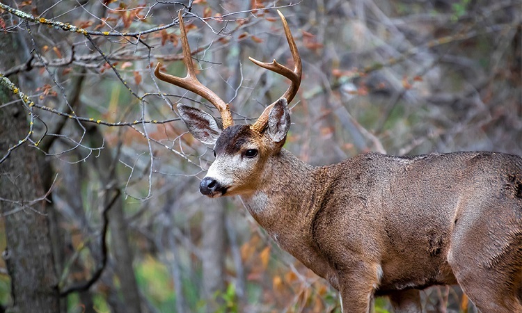 California’s 2022 General Deer Seasons Set to Begin cover picture