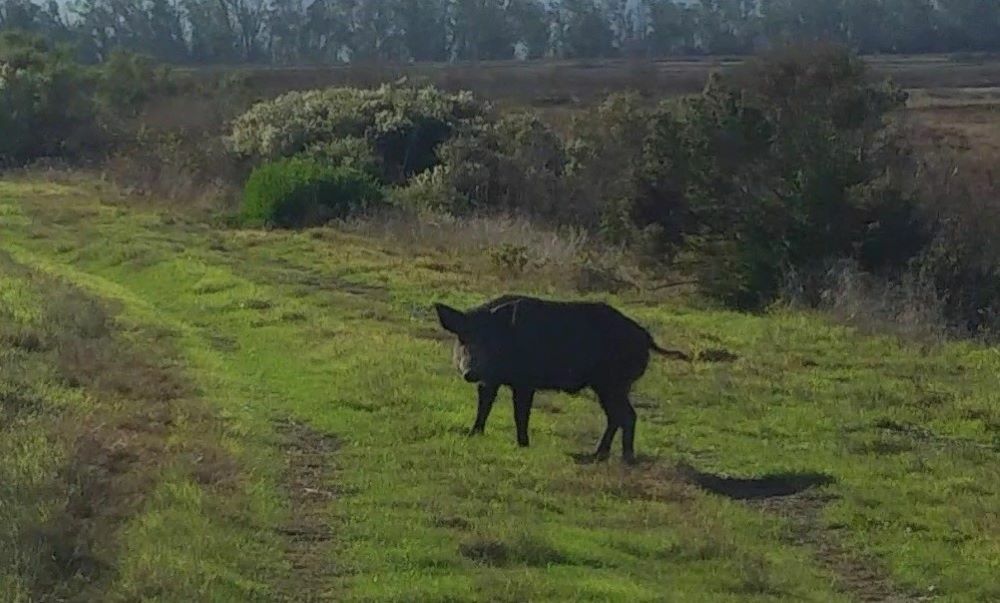 State Wildlife Agencies to Hold Public Forum on Wild Pigs in California cover picture