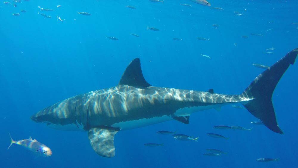California Assembly Bill 2109 Signed into Law, Providing New Protections for White Sharks cover picture