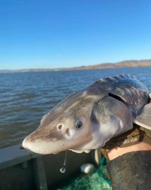 I caught a tagged white sturgeon. How do I report it and what are the tags used for? cover picture