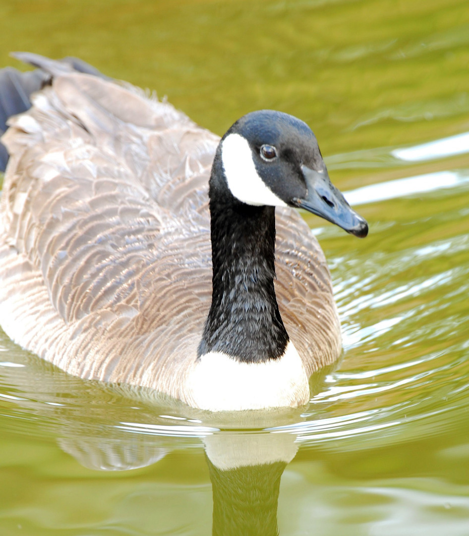 Arizona Game and Fish Department asks hunters to report large mortality events of waterfowl
