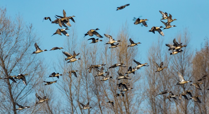 Statewide Waterfowl Season Kicks Off This Weekend cover picture