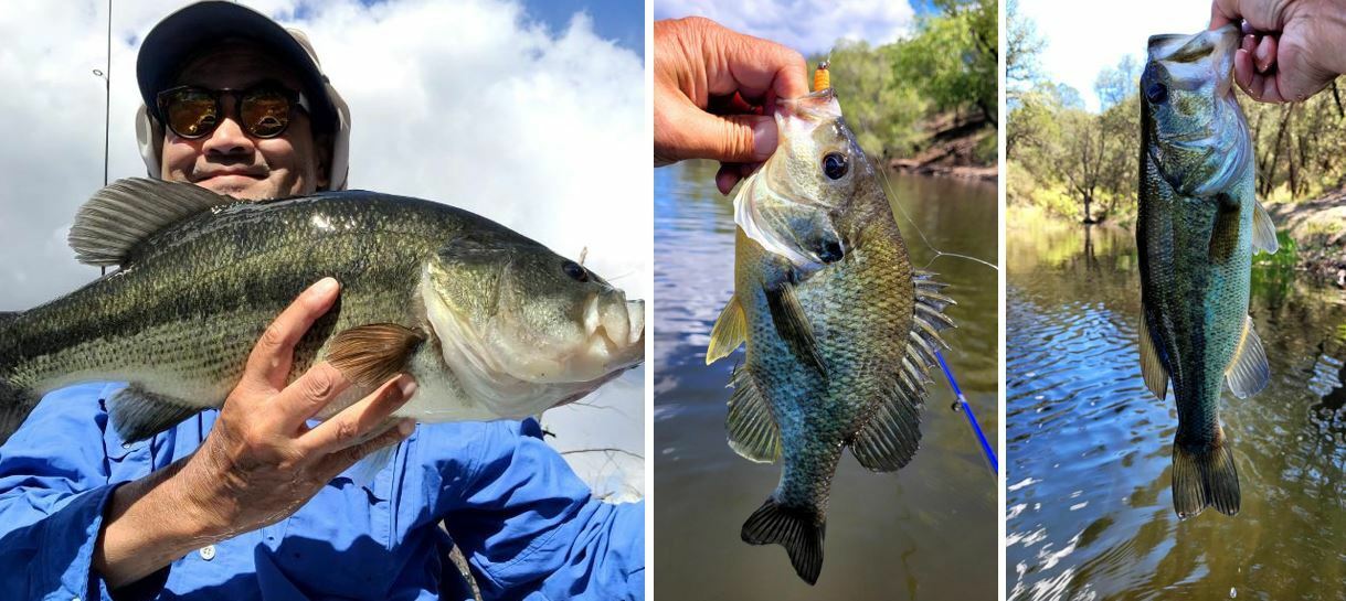 ARIZONA TROUT FISHING WITH Z-RAY LURES AT BLUE RIDGE RESERVOIR